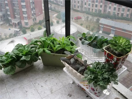 北的窗臺和陽臺