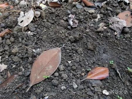 陽臺種菜對土壤有什么要求