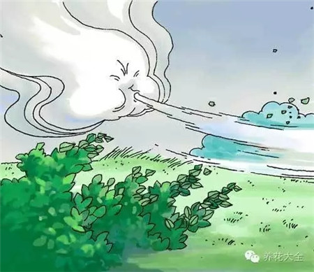 陽臺種菜對通風有什么要求