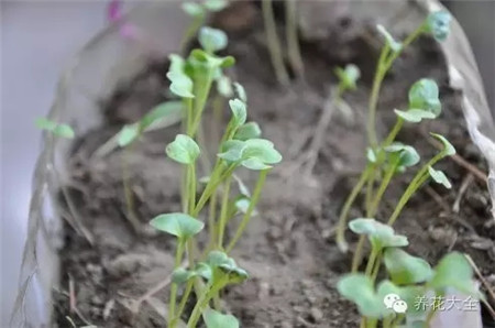 陽臺種菜植株徒長、細長怎么辦