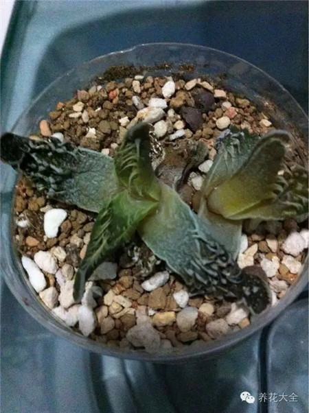 死亡原因一：暴曬高溫