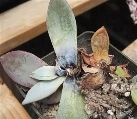 死亡原因二：土壤、花盆不透氣