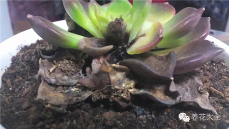 死亡原因三：生長環(huán)境不通風(fēng)