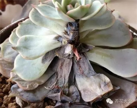 死亡原因四：淋雨（澆水）太多