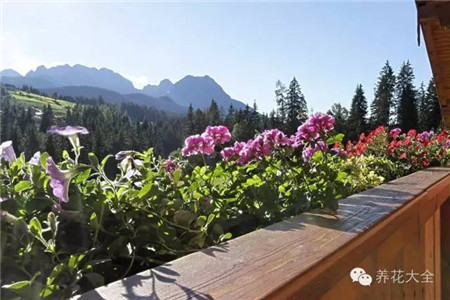 100%回頭率的陽臺花園,自己動(dòng)手做一個(gè)