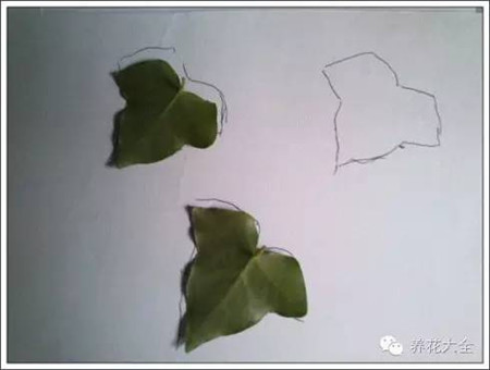 100%回頭率的陽臺花園,自己動(dòng)手做一個(gè)