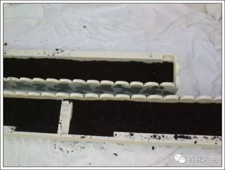 100%回頭率的陽臺花園,自己動(dòng)手做一個(gè)