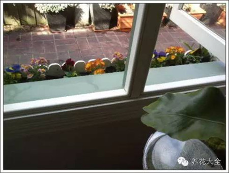 100%回頭率的陽臺花園,自己動(dòng)手做一個(gè)