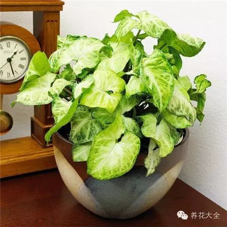 癥狀三：花朵凋落、莖干枯萎。