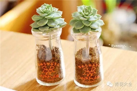 萌萌噠的雙胞胎！