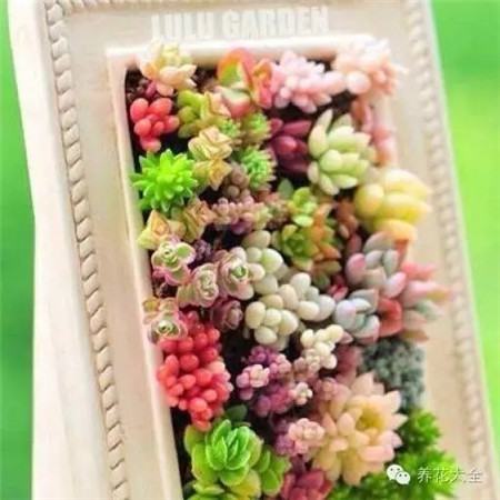 選擇習性相近的肉肉