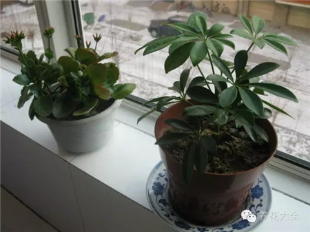 小窗臺上的盆栽