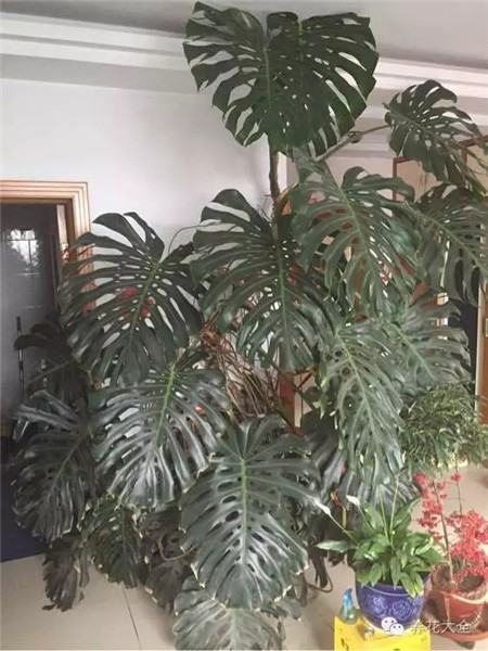 花友養(yǎng)護(hù)技巧分享