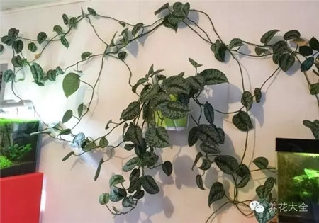 養(yǎng)好綠蘿