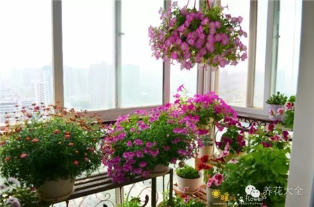 衣架把植物吊起來