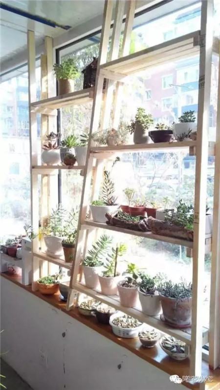 飄窗種多肉萌萌噠