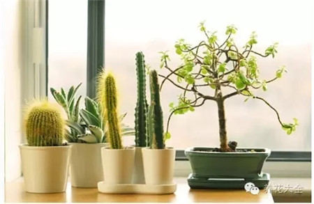 種綠植凈化空氣