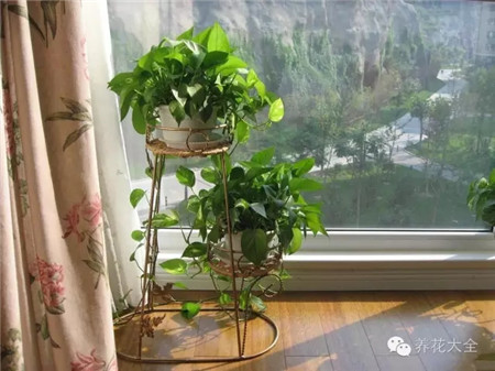 種蔬菜省錢健康