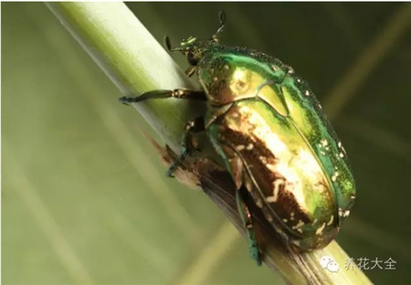 檢查土壤內(nèi)害蟲