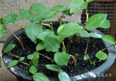 創(chuàng)造生根環(huán)境