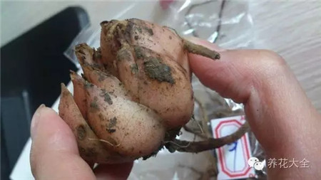 挑選健壯、無(wú)病害的大型種球