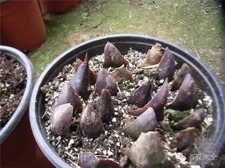 百合鱗片的2/3插入濕潤(rùn)的蛭石中