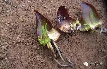 一個(gè)月就會(huì)生子球