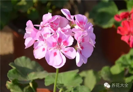 二、天竺葵葉插