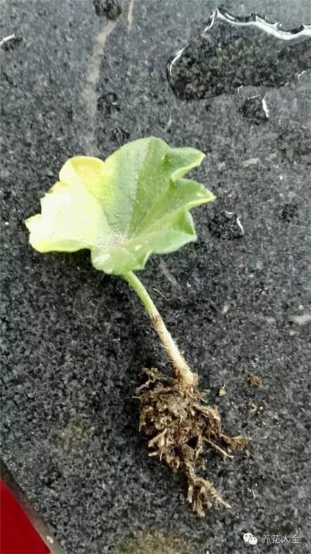 將葉片種進(jìn)去