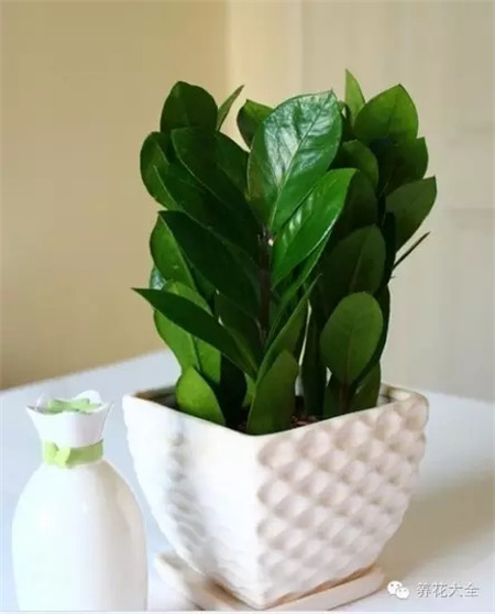 三、金錢樹(shù)葉插