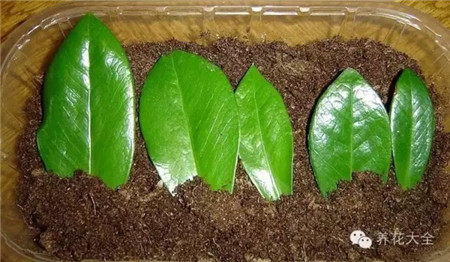 將葉片平放在土壤上