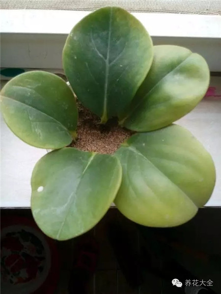 把摘下的葉片放在通風(fēng)的地方晾干半天