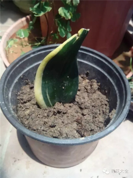 摘取一片完整的葉片