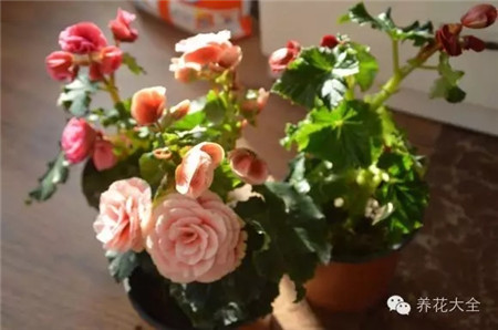 六、四季海棠、麗格海棠葉插