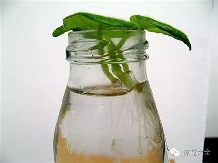 過(guò)段時(shí)間會(huì)陸續(xù)出根