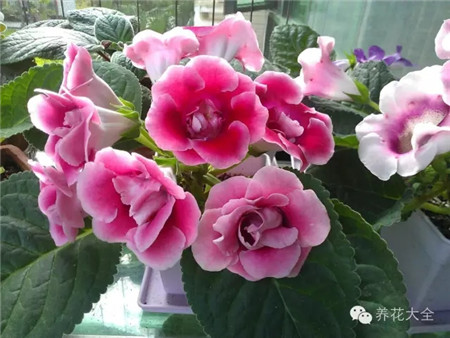 八、大巖桐葉插