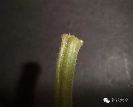 把整片葉片帶葉柄割下來(lái)