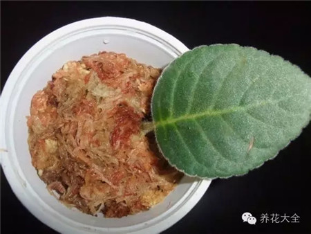 把葉柄小心放入水苔