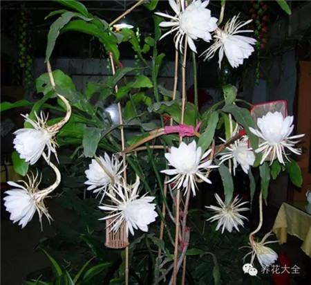 九、曇花葉插