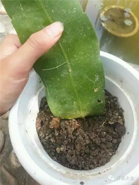 扦插的時(shí)候不用太深