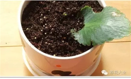 配制透氣營(yíng)養(yǎng)土