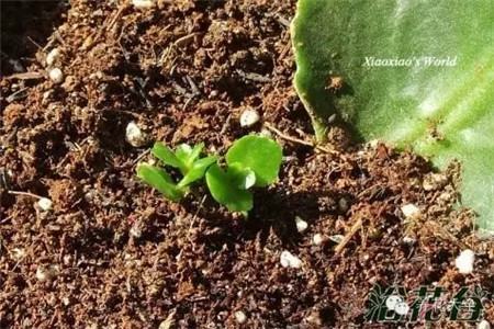 長(zhǎng)壽花葉插