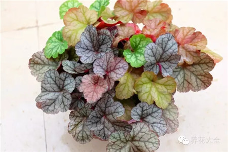 十一、礬根葉插步驟