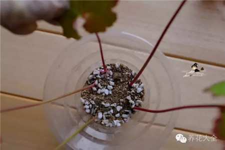 把葉片放入杯子里