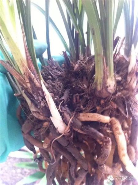 清理后重新栽種