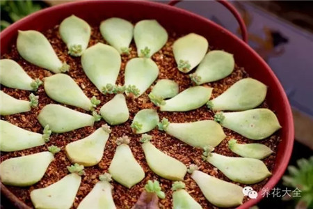 利用枝條、葉片扦插