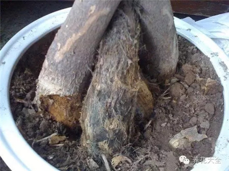 發(fā)現(xiàn)已晚，回天乏力