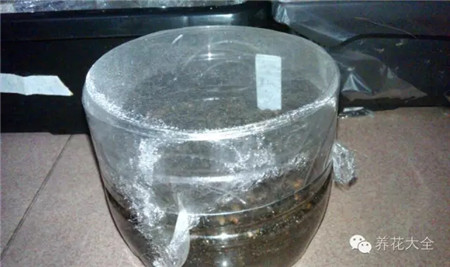 用保鮮膜把瓶口蓋住