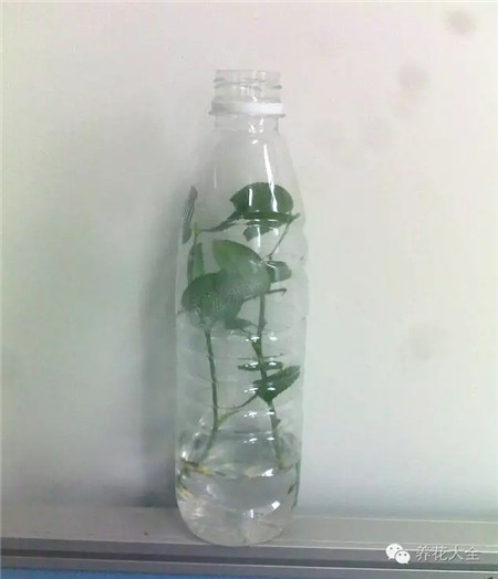 把枝條放進(jìn)礦泉水瓶里