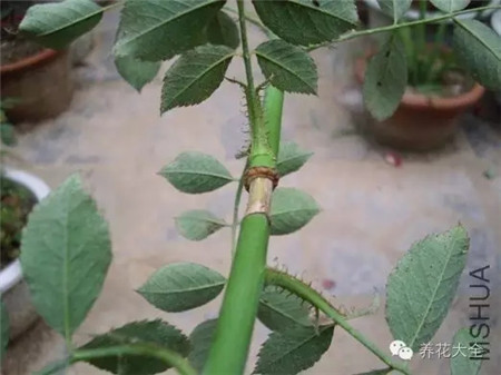 選取健壯的枝條